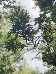 Podocarpus coriaceus