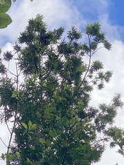 Podocarpus coriaceus
