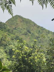 Podocarpus coriaceus