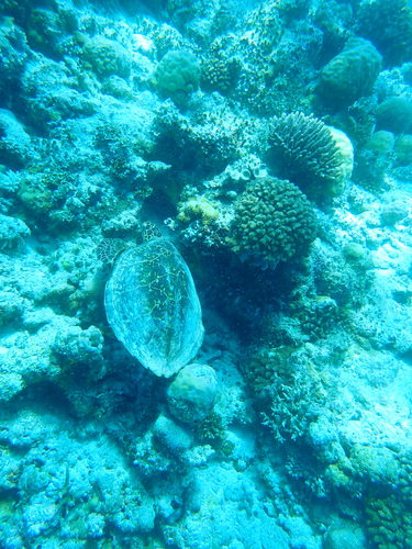 Hawksbill Sea Turtle — seen at this dive site