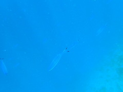 Caesio lunaris
