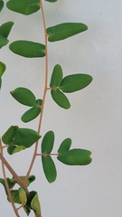 Pellaea andromedifolia