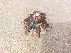 Scutellastra longicosta