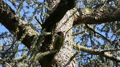 Picus viridis