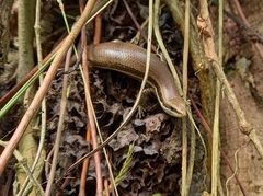 Marisora roatanae