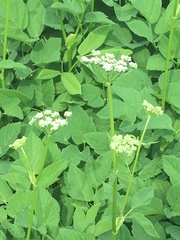 Aegopodium