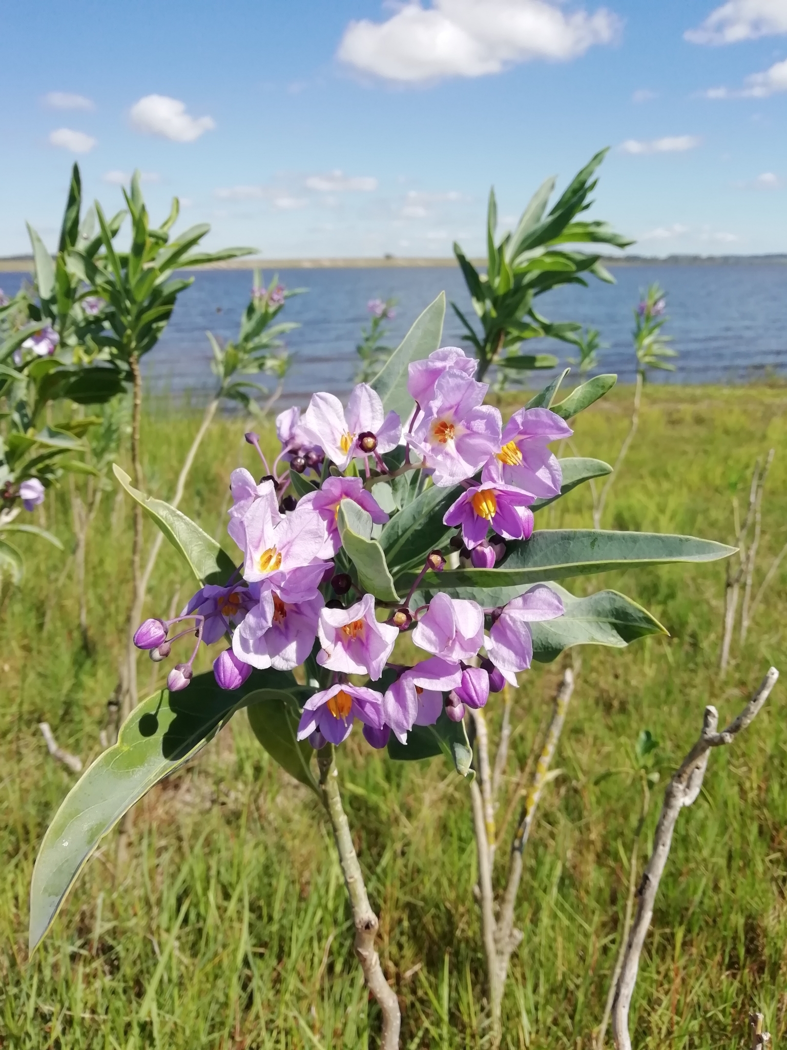 Solanum glaucophyllum
