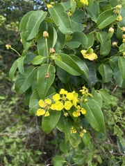 Stigmaphyllon emarginatum