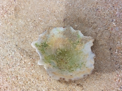 Scutellastra longicosta