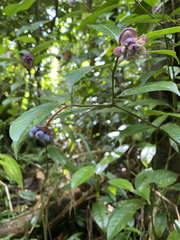 Psychotria urbaniana