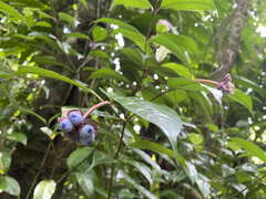 Psychotria urbaniana