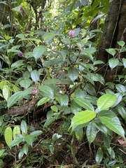 Psychotria urbaniana