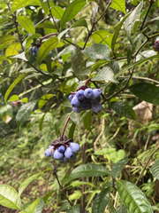 Psychotria urbaniana