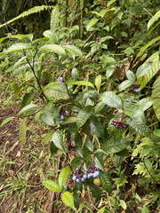 Psychotria urbaniana