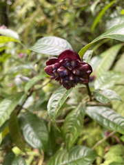 Psychotria urbaniana