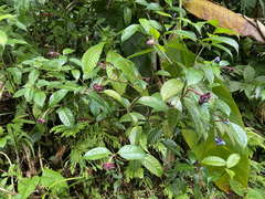 Psychotria urbaniana