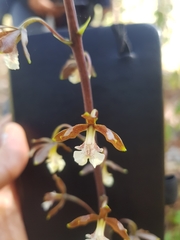 Prosthechea varicosa