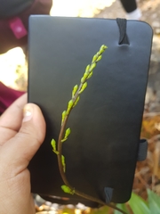 Prosthechea varicosa