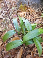 Prosthechea varicosa