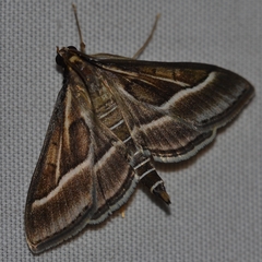 Omiodes continuatalis