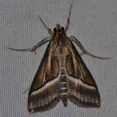 Omiodes continuatalis