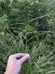 Paspalum arundinaceum