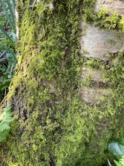 Brachythecium rutabulum