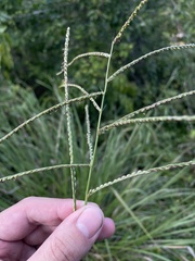 Paspalum arundinaceum