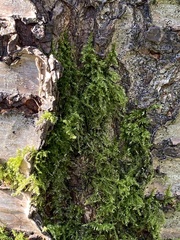 Brachythecium rutabulum