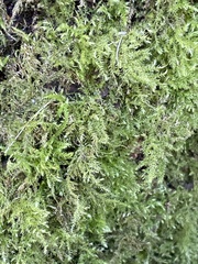 Brachythecium rutabulum