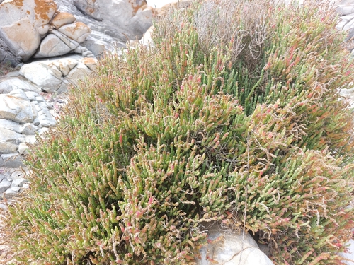 Image of Salicornia littorea by (c) Manuel R Popp, some rights reserved (CC BY)