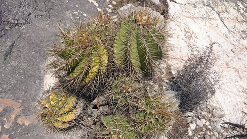 Astrophytum ornatum