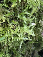 Brachythecium rutabulum