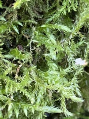 Brachythecium rutabulum