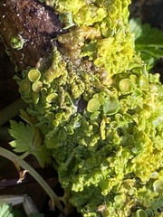 Xanthoria parietina