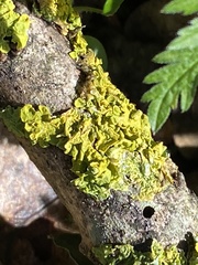 Xanthoria parietina