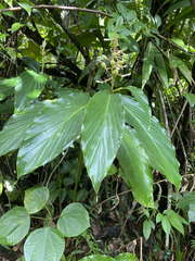 Renealmia pyramidalis