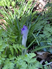 Crocus tommasinianus