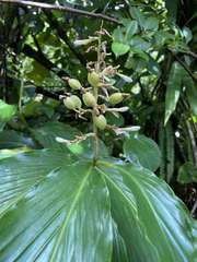 Renealmia pyramidalis