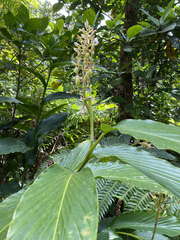 Renealmia pyramidalis