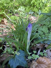 Crocus tommasinianus