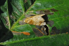 Bagisara tristicta