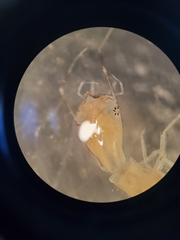Coptotomus