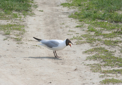 Chroicocephalus ridibundus
