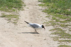 Chroicocephalus ridibundus