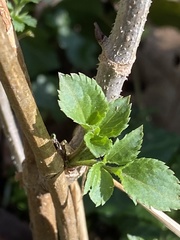 Sambucus nigra
