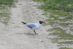 Chroicocephalus ridibundus