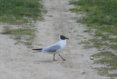 Chroicocephalus ridibundus