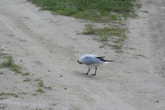 Chroicocephalus ridibundus