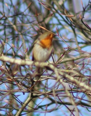 Erithacus rubecula